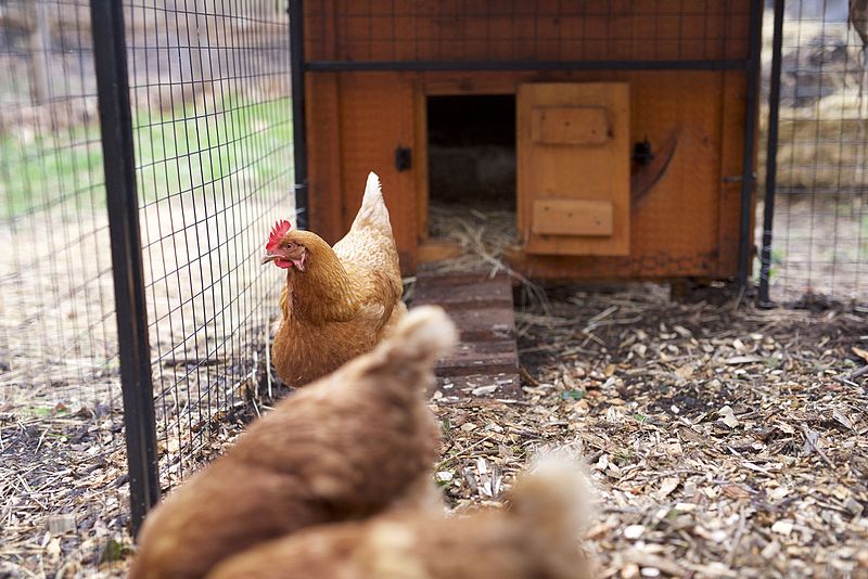 Chicken Coop Chicken Coop - Star Milling Co.